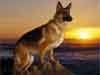 dogs detect cancer german shepherd