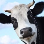 bemused-cow2.jpg