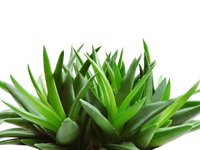 aloe.jpg
