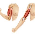 arm muscle illustration