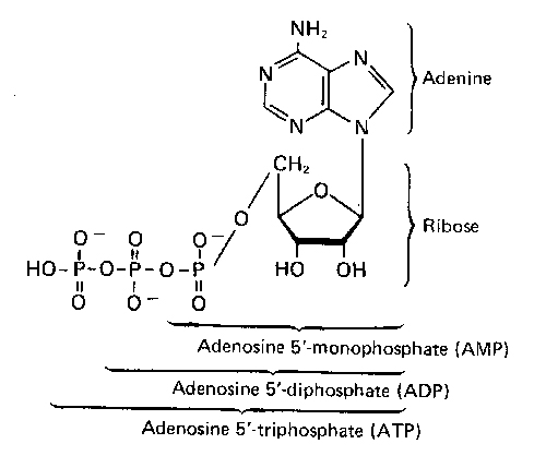 muscle chemical composition illustration