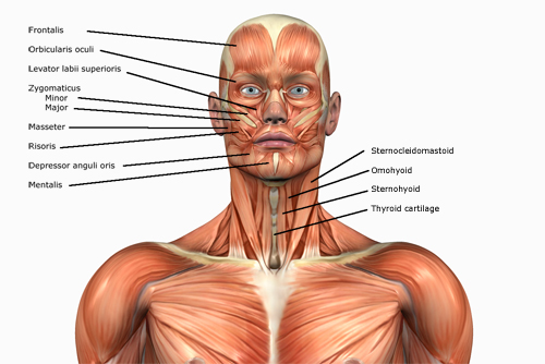 Human Anatomy Muscles: How Muscles Are Named & Why