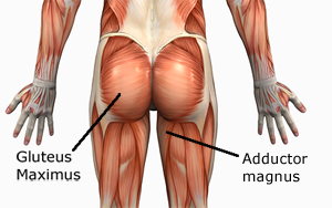 Human Anatomy Muscles: How Muscles Are Named & Why