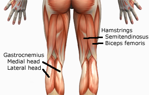 Human Anatomy Muscles How Muscles Are Named Why