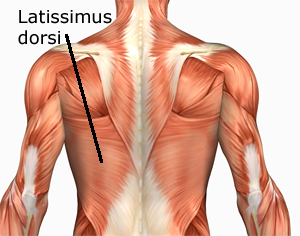 Human Anatomy Muscles How Muscles Are Named Why