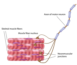 motor unit illustration