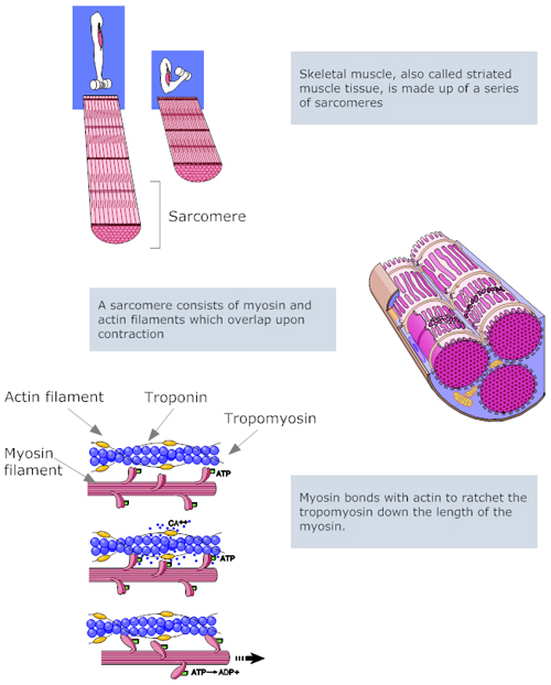 skeletal muscle illustration