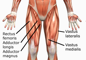 Human Anatomy Muscles How Muscles Are Named Why