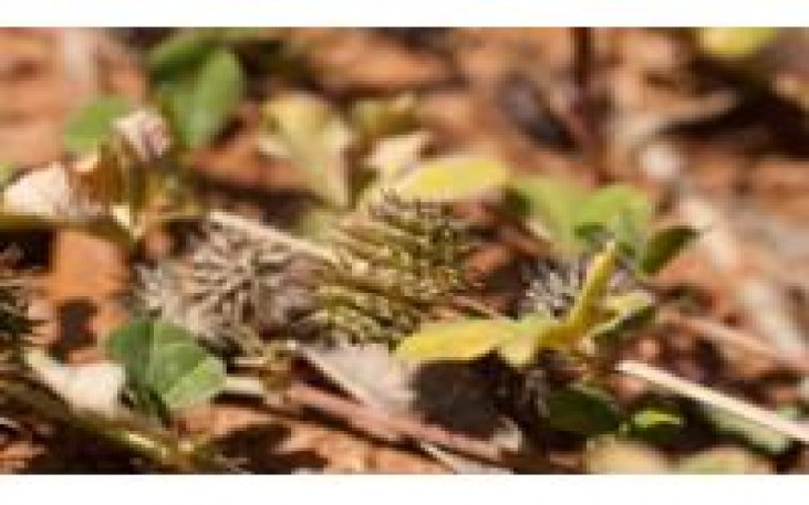 tribulus prostate enlargement tribulus prostate enlargement