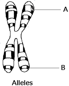 happy hormone alleles