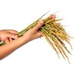 heavy metals in rice