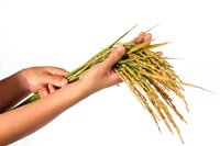 heavy metals in rice