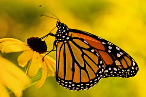 monarch butterfly on a flower