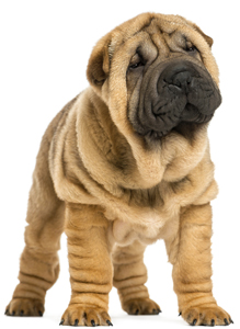 shar pei puppy