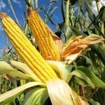 corn-field.jpg