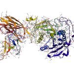 Digestive Enzymes, Proteolyic Enzymes, Systemic Enzymes