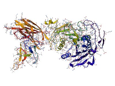 Digestive Enzymes, Proteolyic Enzymes, Systemic Enzymes