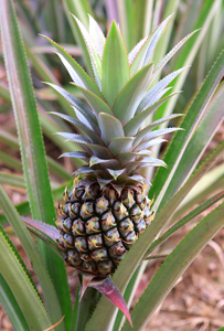 Bromelain and Papain