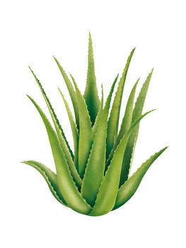 aloe vera powder