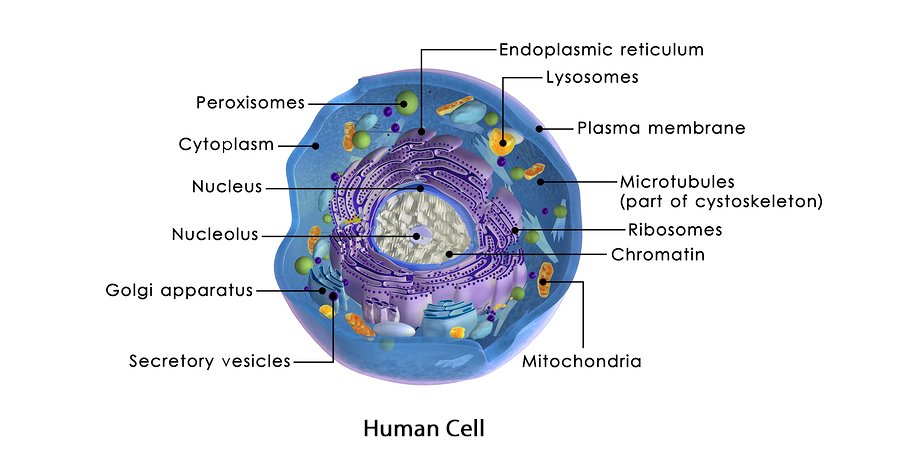 Mitochondrial Transfer, 3 Parent Babies | Health Blog