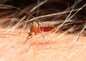 mosquito biting an arm