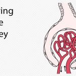 Prevent Kidney Damage from Prediabetes | Diabetic Health Blog