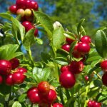 Herbal Remedies For UTI