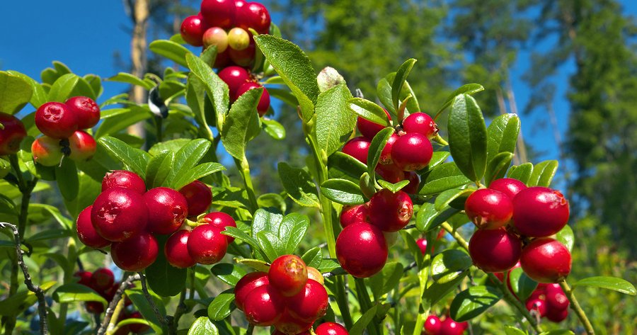 Herbal Remedies For UTI