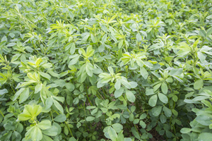 alfalfa leaf