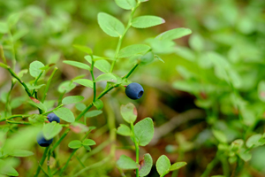 european blueberry leaf bilberry leaf