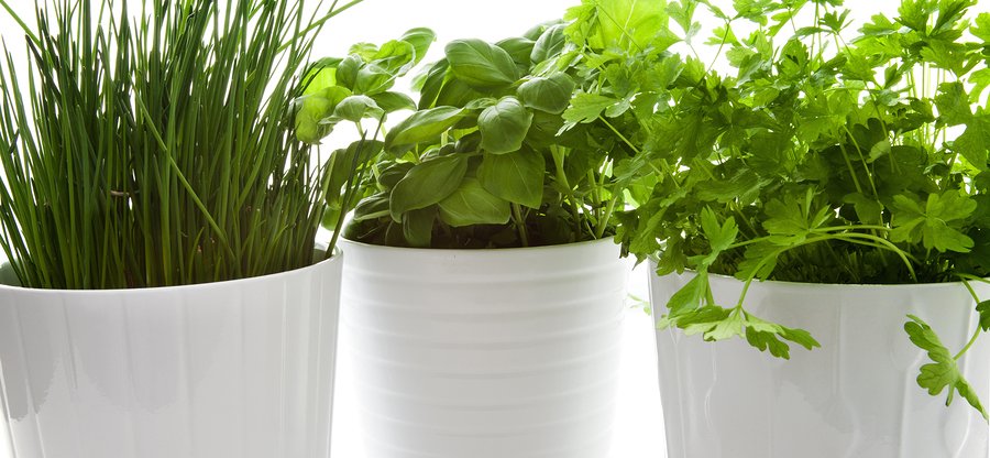 How To Start An Indoor Herb Garden | Natural Health Blog