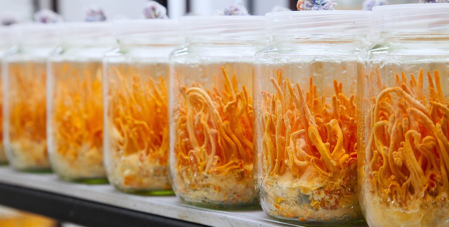 List of Medicinal Mushrooms Boost Brain Power | Natural Health Blog