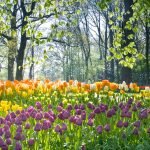 Eight Natural Ways To Ease Allergies | Health Blog