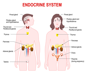male and female endocrine systems