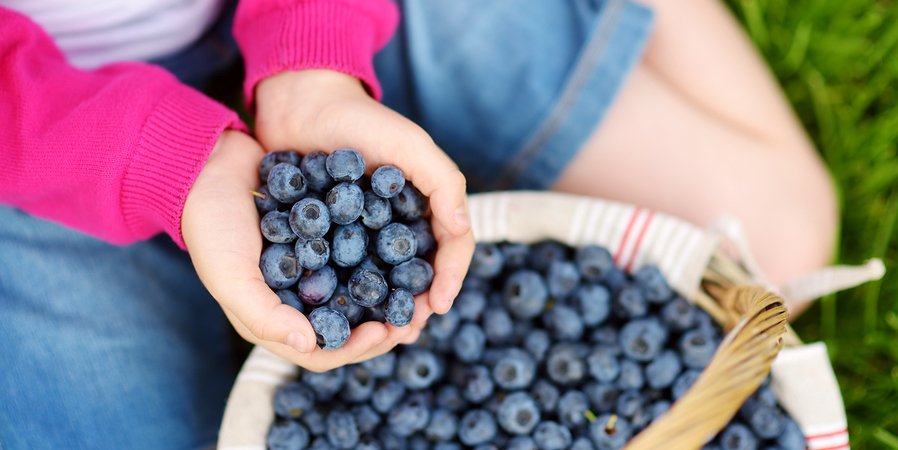 Health Benefits Blueberry Picking | Health Blog