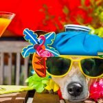 How to Stay Healthy on Vacation | Immune Health Blog