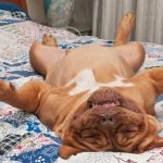 Sleeping with Your Dog & Health | Sleep Health Blog