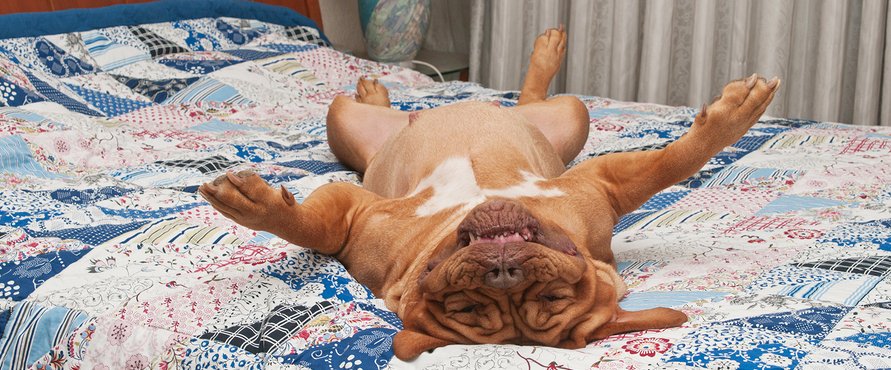 Sleeping with Your Dog & Health | Sleep Health Blog