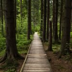 Nature Best Stress Reducer | Forest Bathing