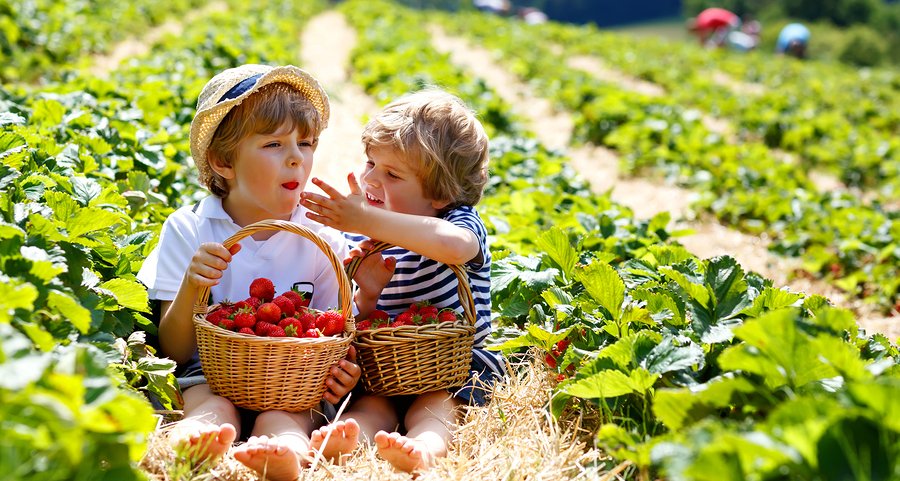 Health Benefits of Strawberries | Natural Health Blog