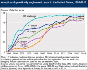 GMO-Corn