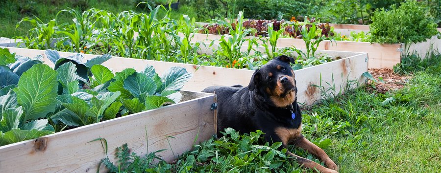 Plant a Great Vegetable Garden