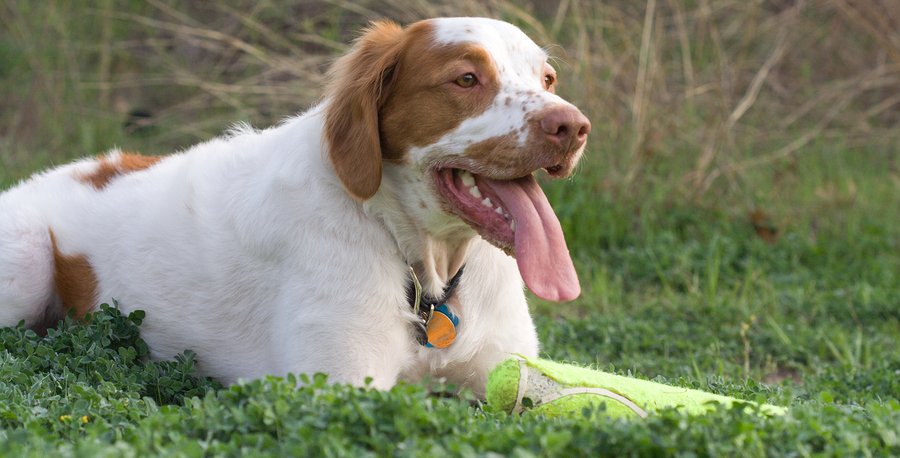 Risks to Your Pet in Hot Weather
