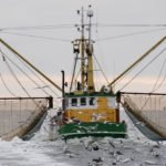 Mercury In Fish