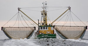 Mercury In Fish